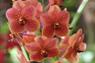 Red orchid