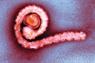 Ebola virus