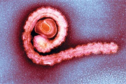Ebola virus