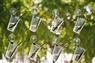 Mangrove seedlings