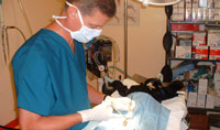 The Humane Society's Sofer and Fine Adoption Center became a training gound for students in the Medical Center Campus.