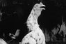 Photo of a rooster