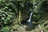 Rainforest