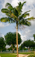 feature_palms1–InV