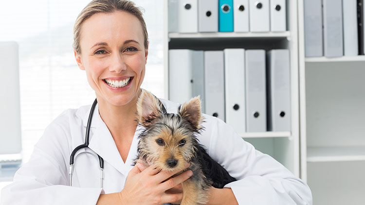 vet tech schools in miami florida