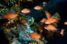 Underwater photo by Prof. Tony Barros