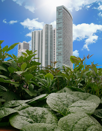 MCI's edible organic garden is a green oasis in downtown Miami