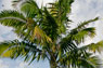 palm tree