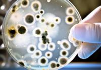 Microscopic bacteria
