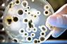 Microscopic bacteria