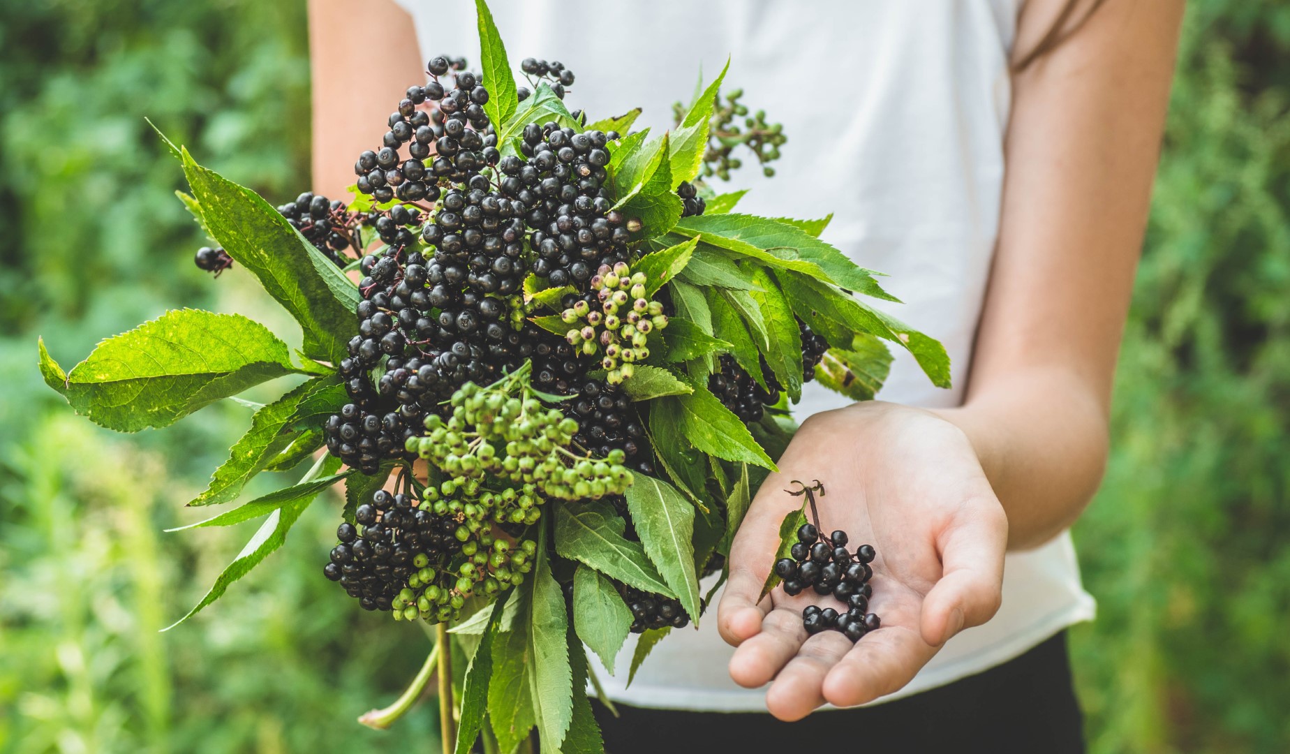 A woman holds elderberry in her hands
