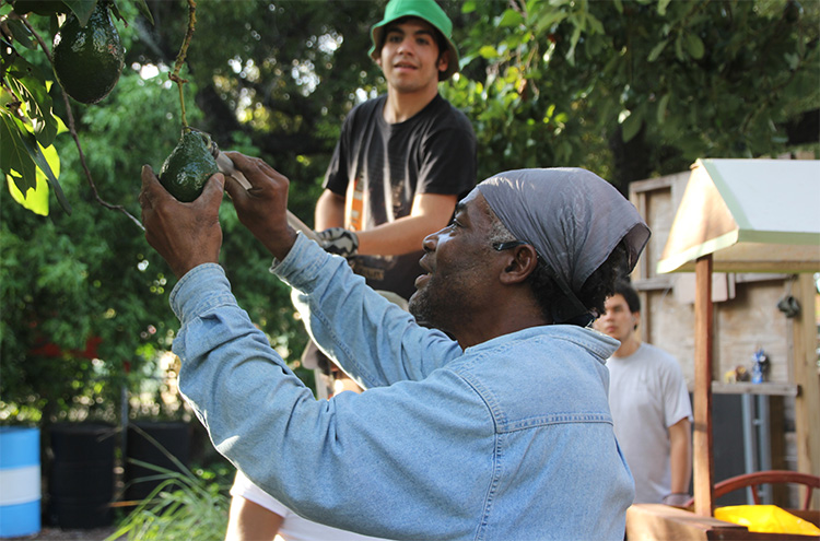 Students and faculty picking fruits