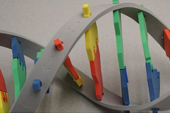 Image of a plastic model of DNA
